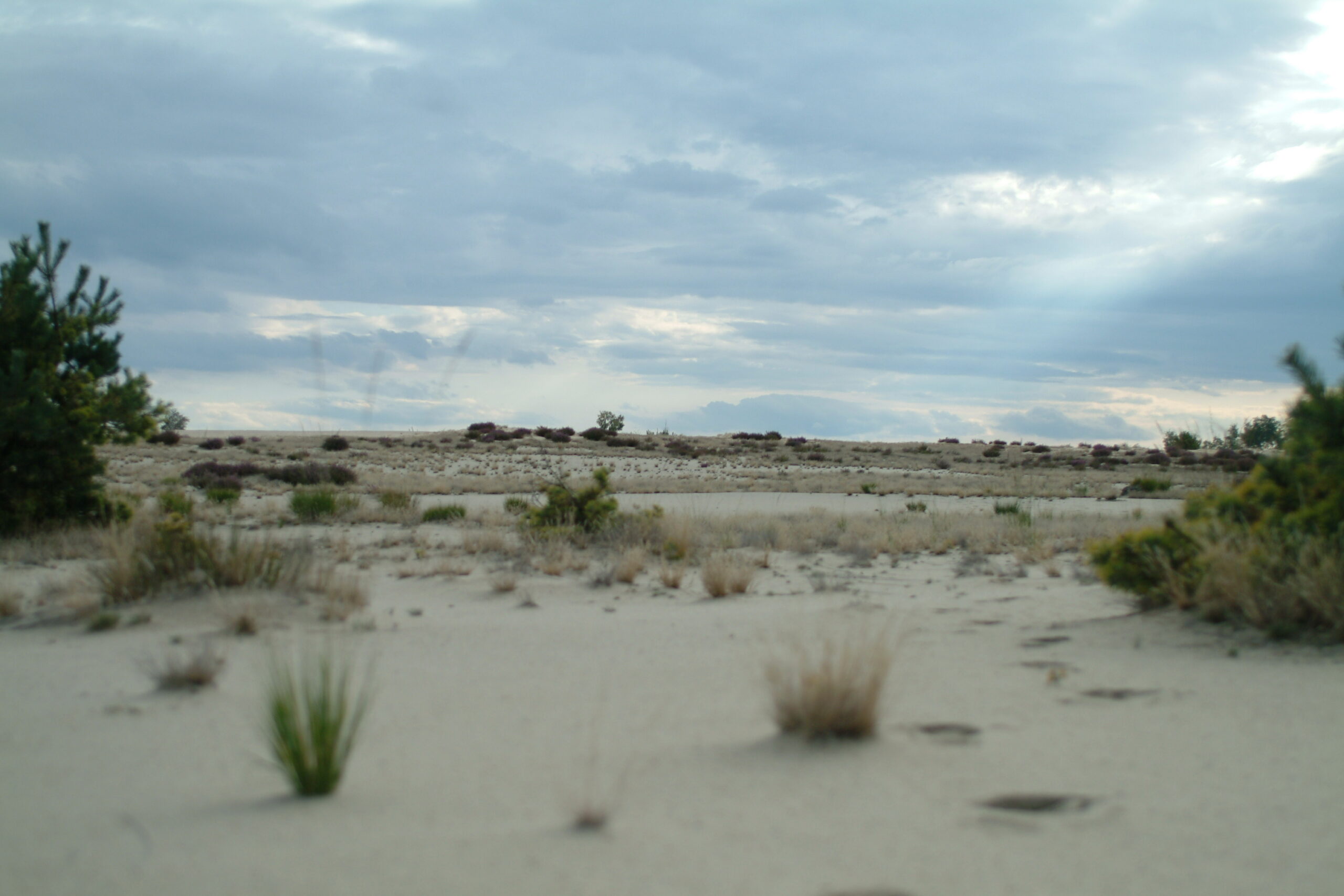 wrzosowisko las wydma ślady na piasku