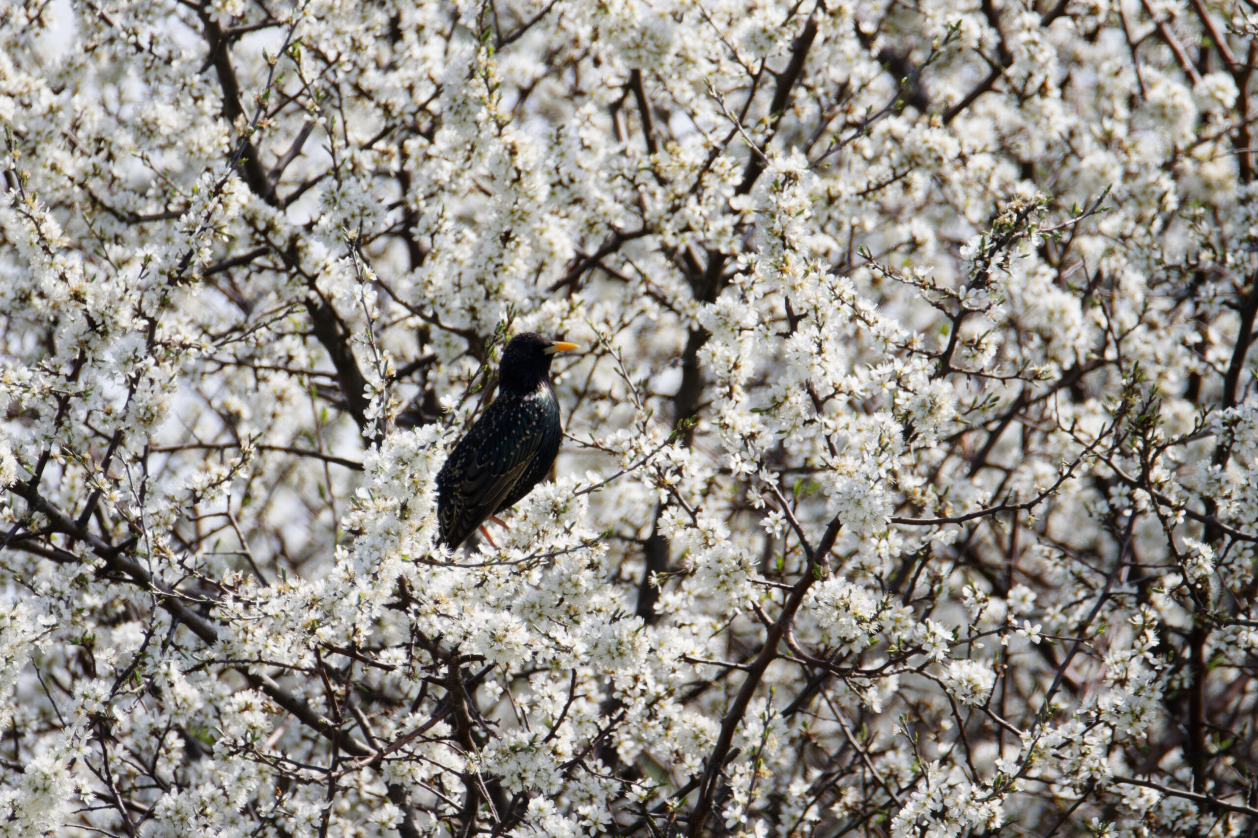szpak na kwitnącym krzewie wiosną
