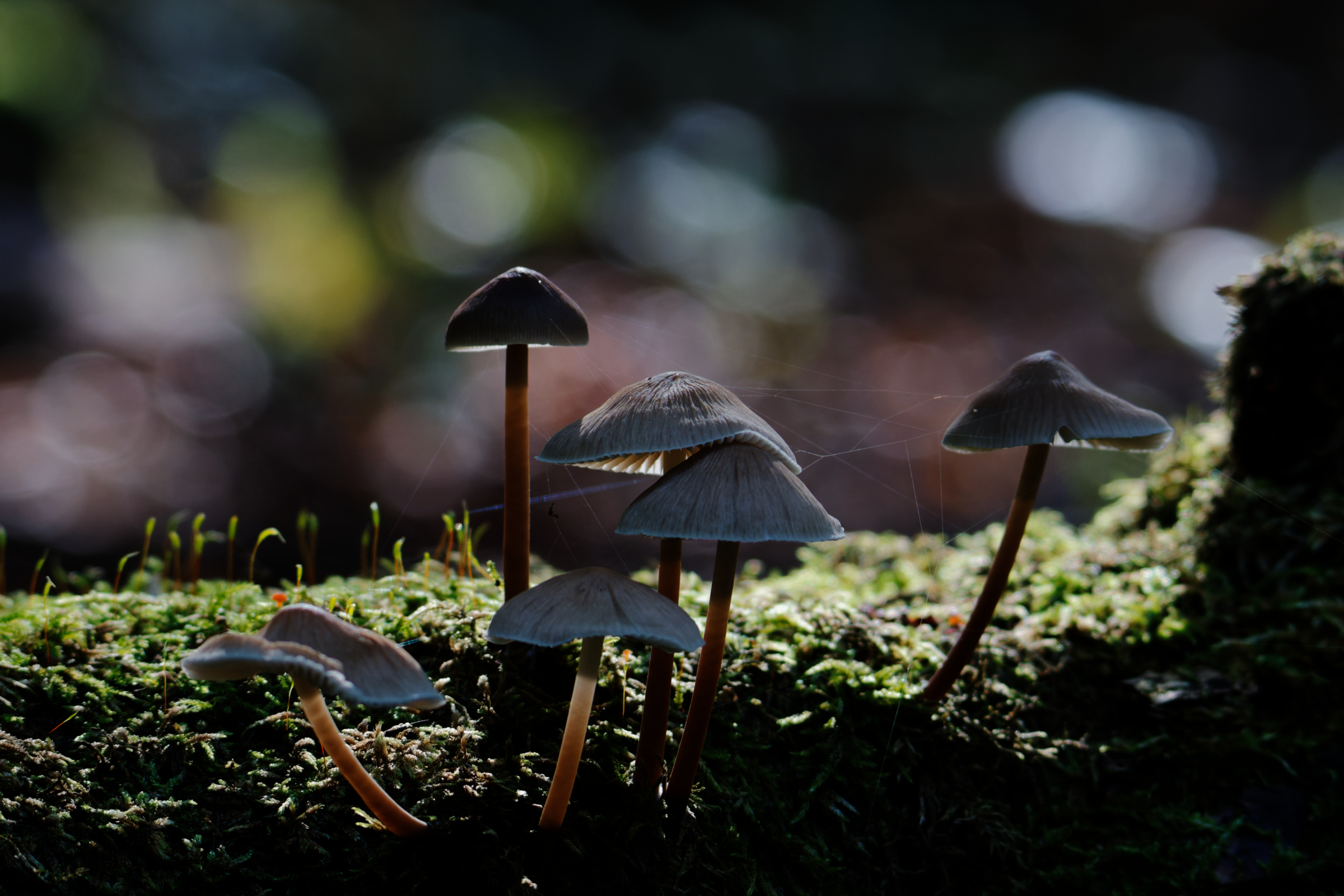 grzyby w lesie podświetlone jesiennym słońcem i przyozdobione nićmi pajęczyny