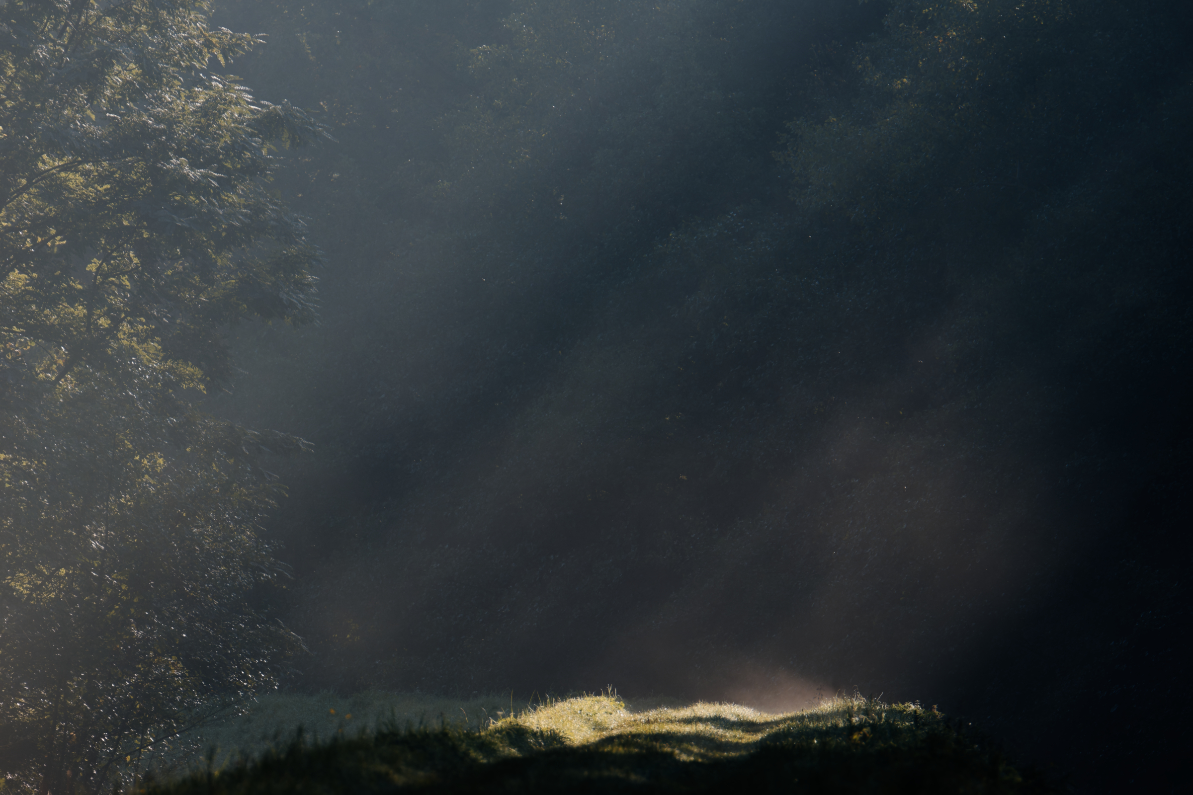 mgła w lesie udekorowana słońcem