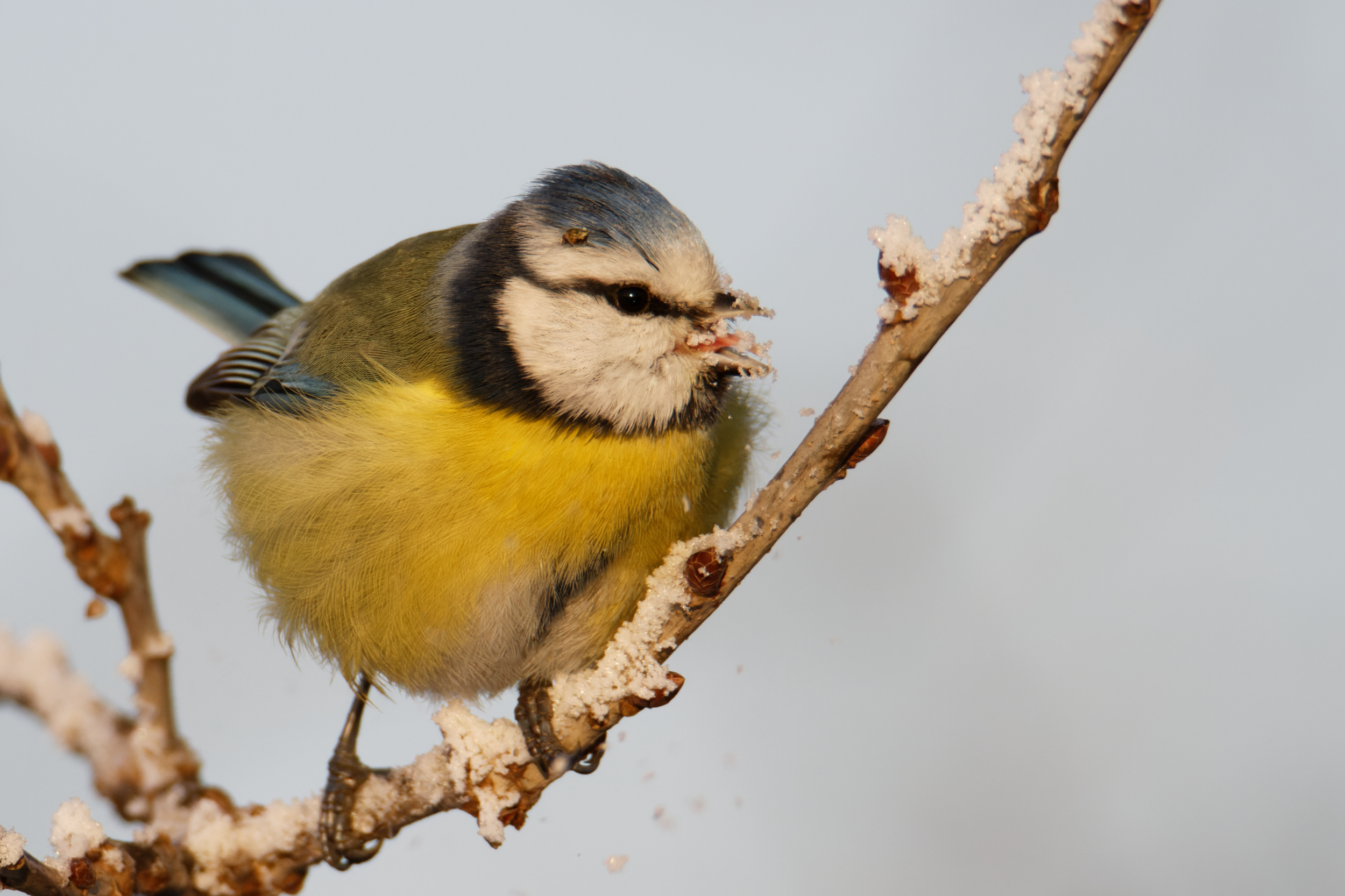 ptaki zimujące w Polsce jedzą śnieg by zaspokoić pragnienie - szron również