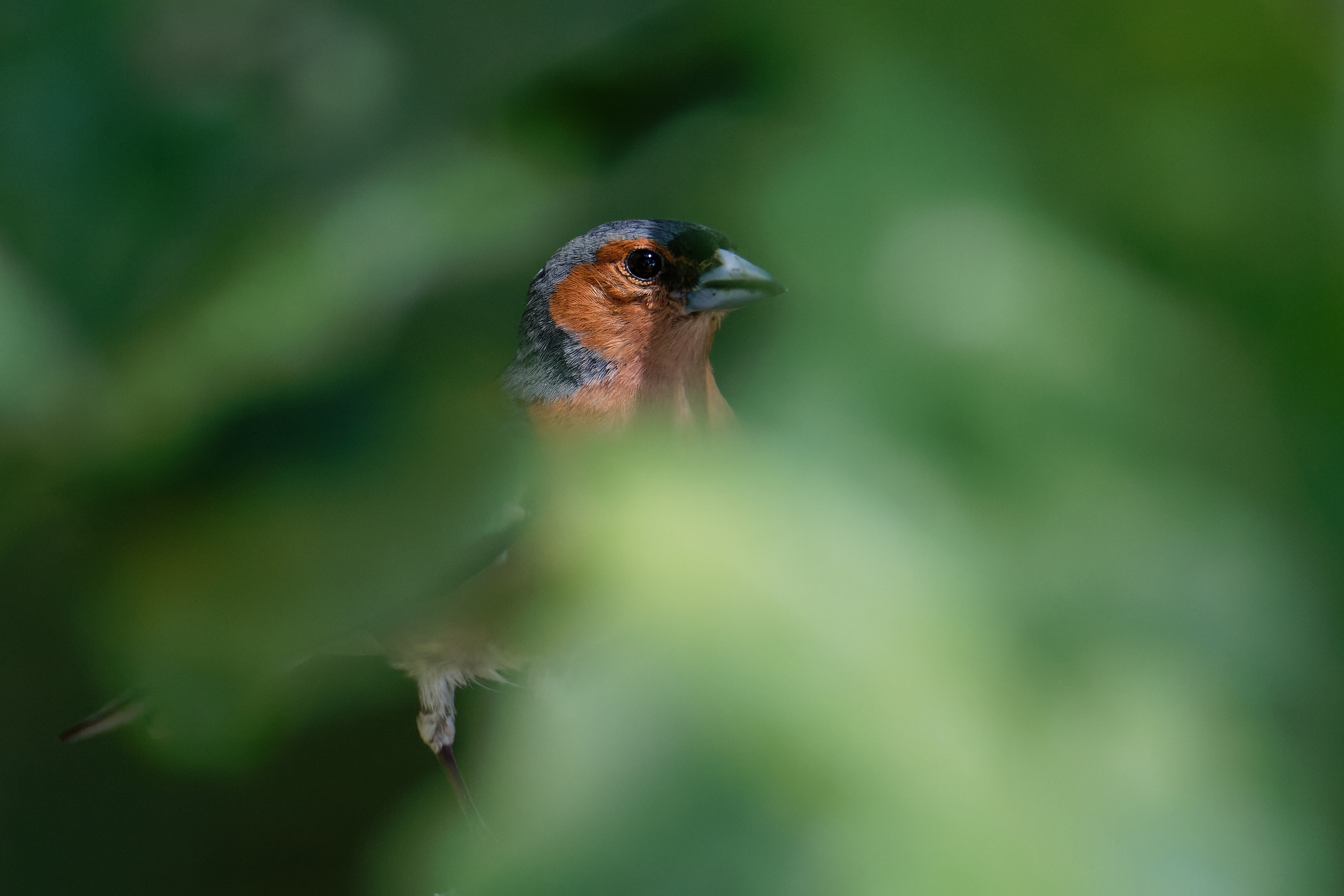 rudy ptaszek w lesie to samiec zięby, który lubi chować się wśród drzew