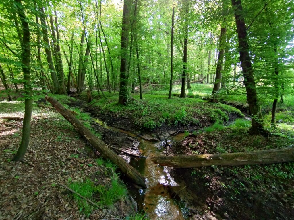 rozwidlenie strumienia