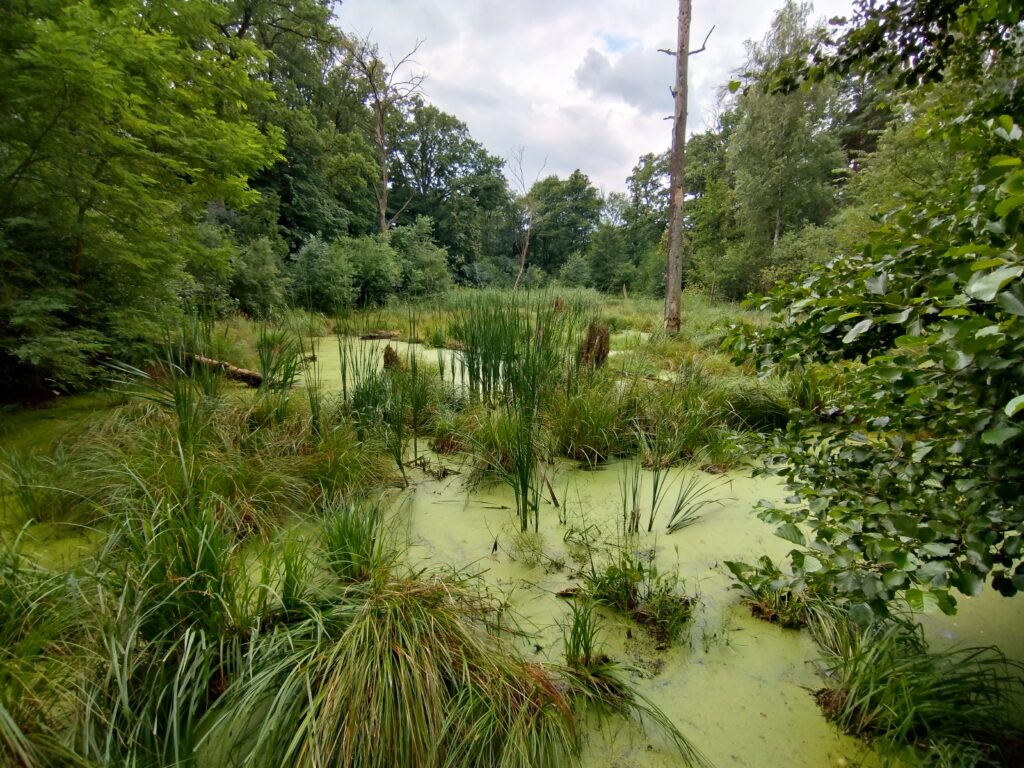 naturalne rozlewisko bobrów